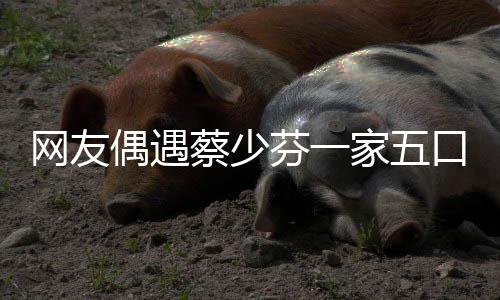 扮鬼家五口 开心张晋儿子网友脸逗芬一蔡少偶遇