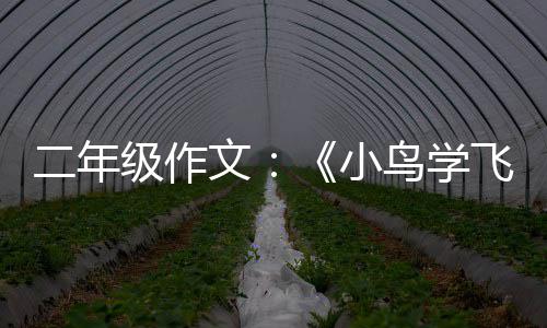 鸟学级作小二年文飞翔