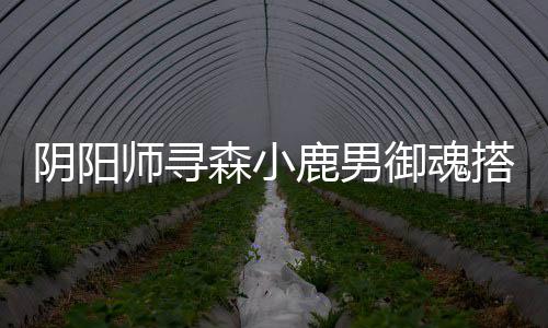 阴阳御魂搭配鹿男师寻森小